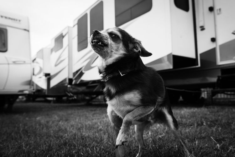 Dog on grass against trailer