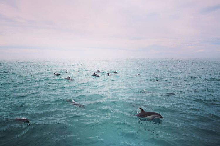 Dolphins swimming in sea against cloudy sky