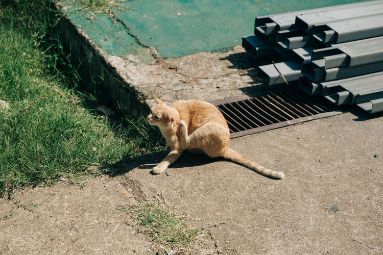 High angle view of a cat on footpath