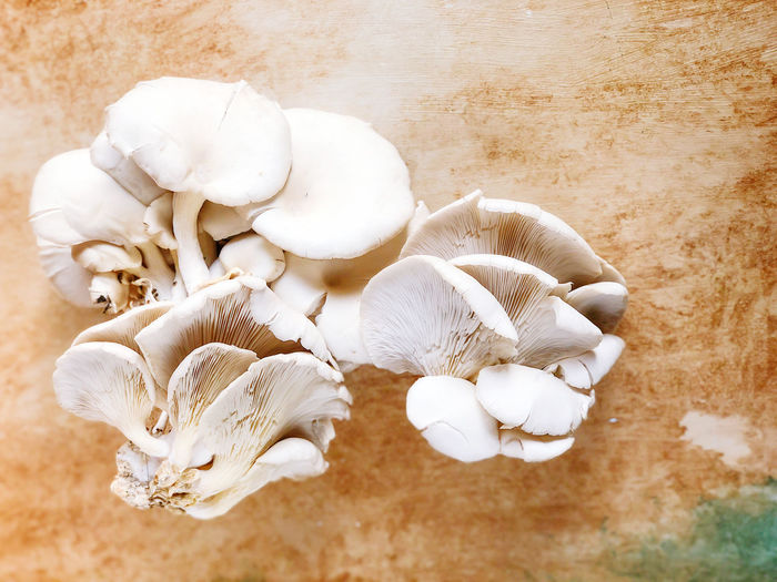 High angle view of white mushrooms
