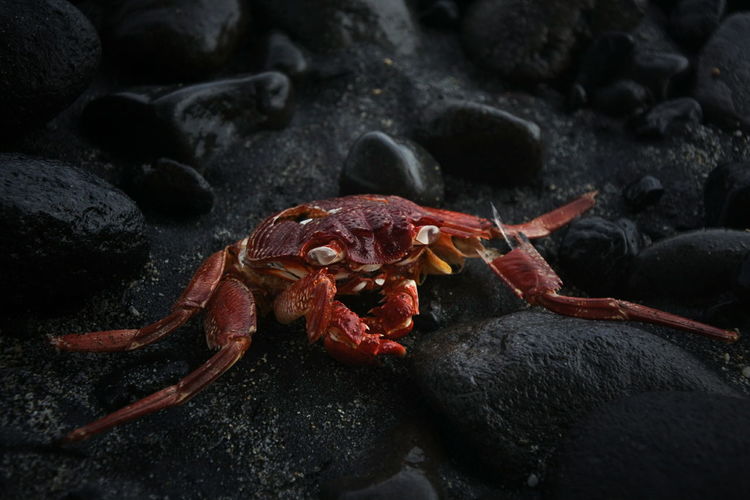 Dead red crab on rocks