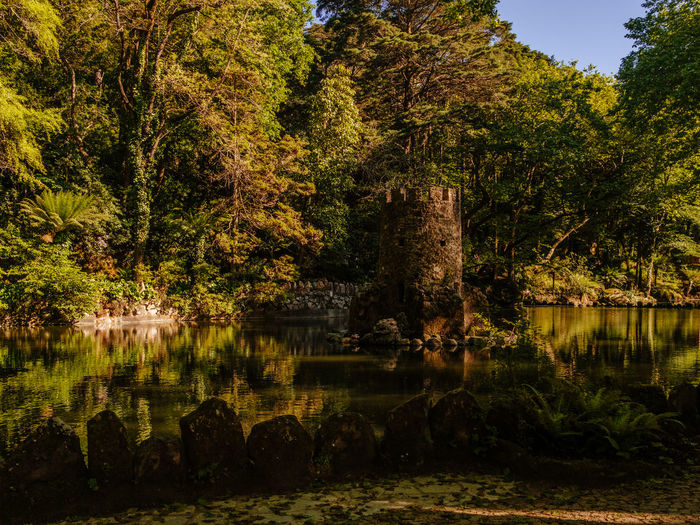 Trees by lake in forest