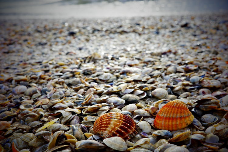 shell