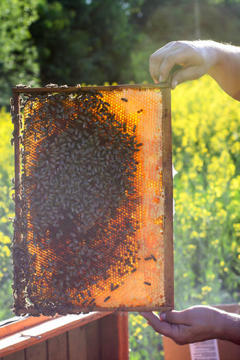 Man holding honeycomb with bees on it in the nature