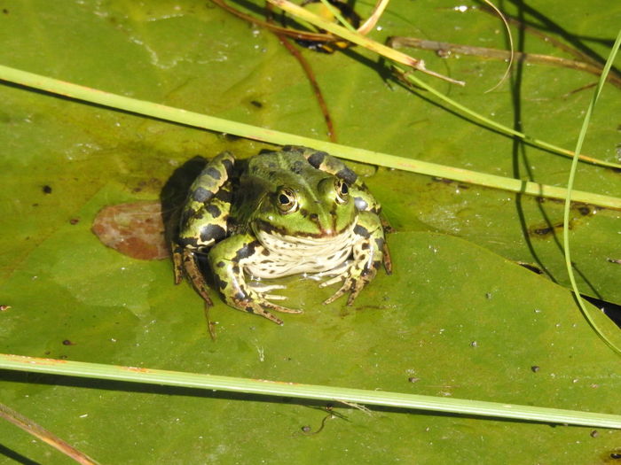 High angle view of frog floating on lake