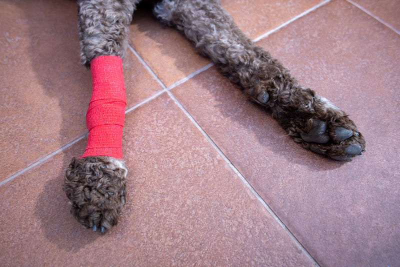 Closeup of injured dog with bandaged leg