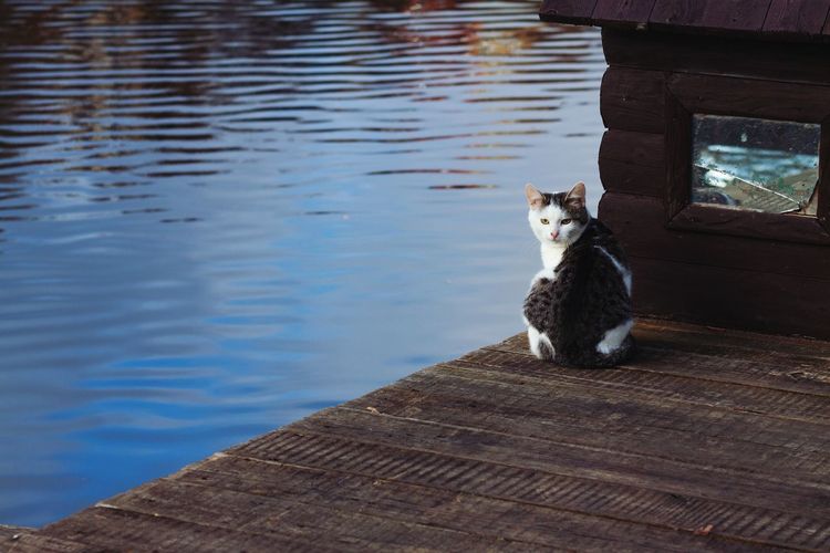 Portrait of cat sitting on a lake