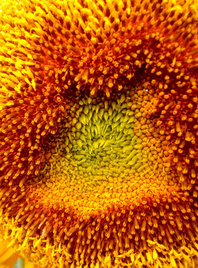 Macro shot of sunflower