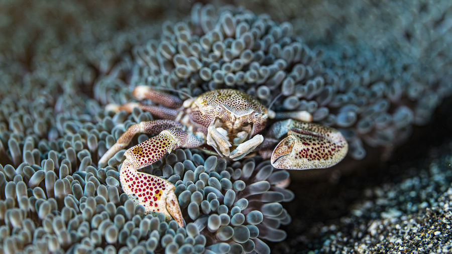 Close-up of crab on coral undersea