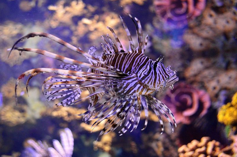 Close-up of lionfish at aquarium