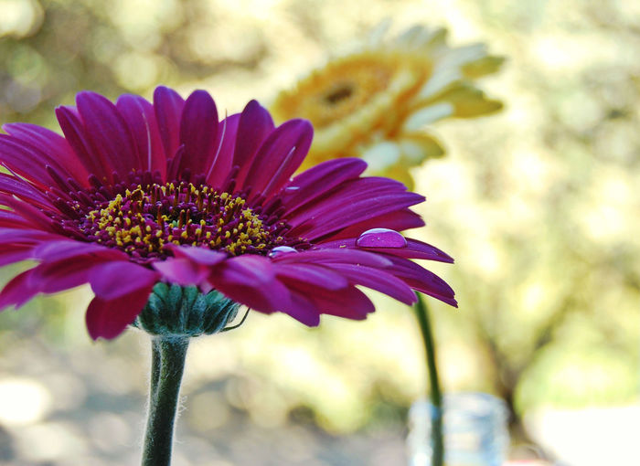 Close-up of purple gerbera daisy blooming in park