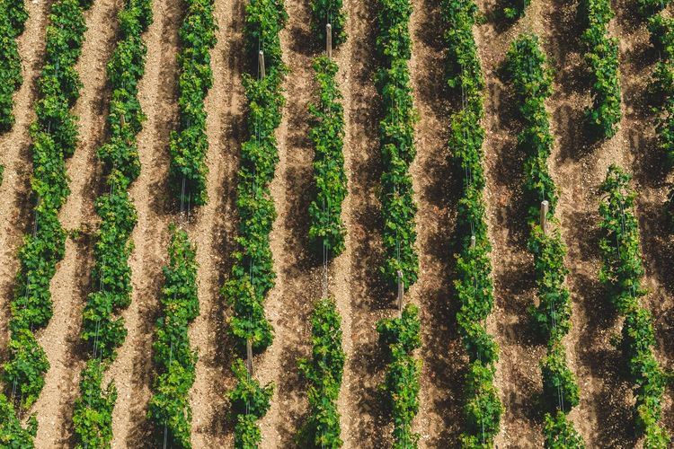 Full frame shot of plants growing on field
