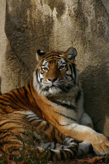 View of tiger lying down