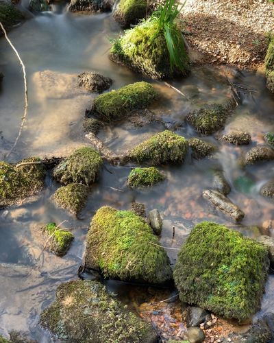 Moss growing on rocks by lake