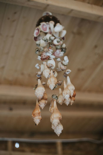 Close-up of white flowers hanging on wood