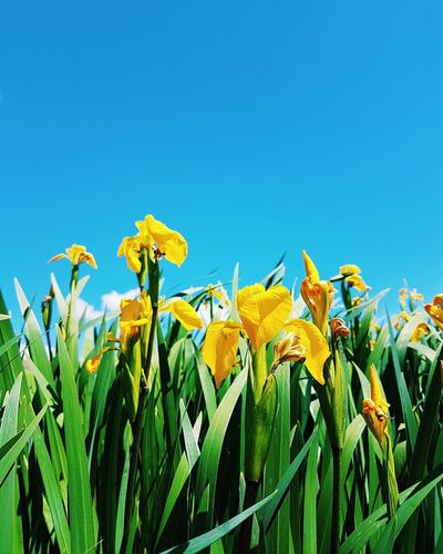 Close-up of yellow flowers in field against clear blue sky