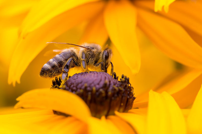 Close-up of bee on yellow flower