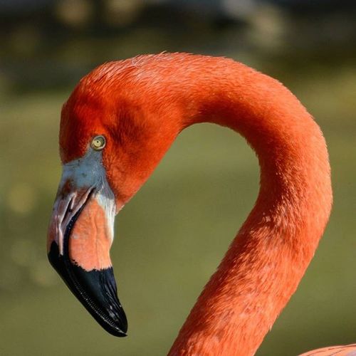 Close-up of bird