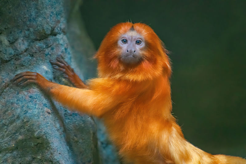 Close-up portrait of a golden lion tamarin, monkey. 
