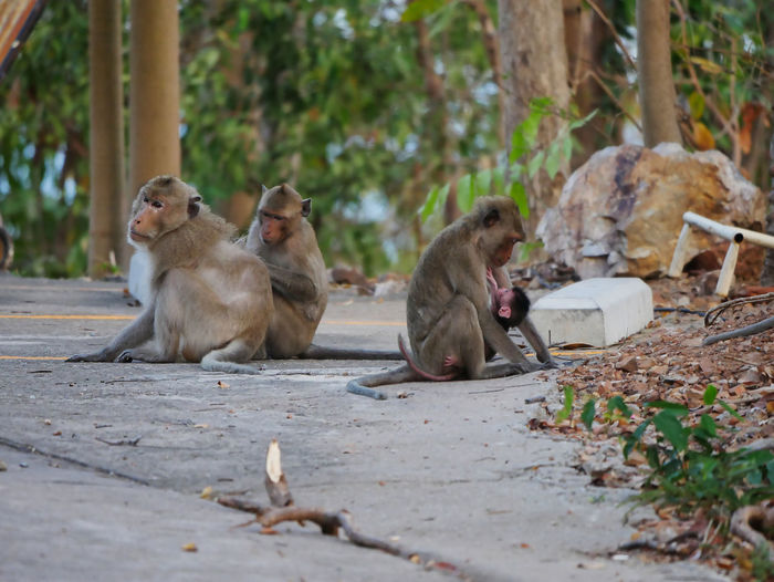 Photos of reaction of the monkey family at sriracha city thailand.
