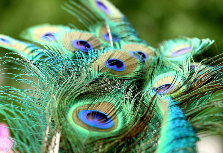 Close-up of peacock feathers