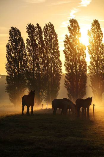 Group of horses at beautiful sunrise 