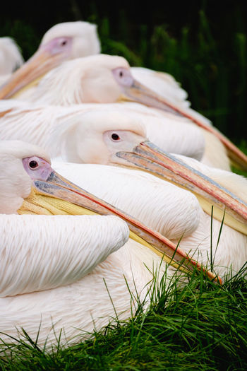 Close-up of pelican in grass