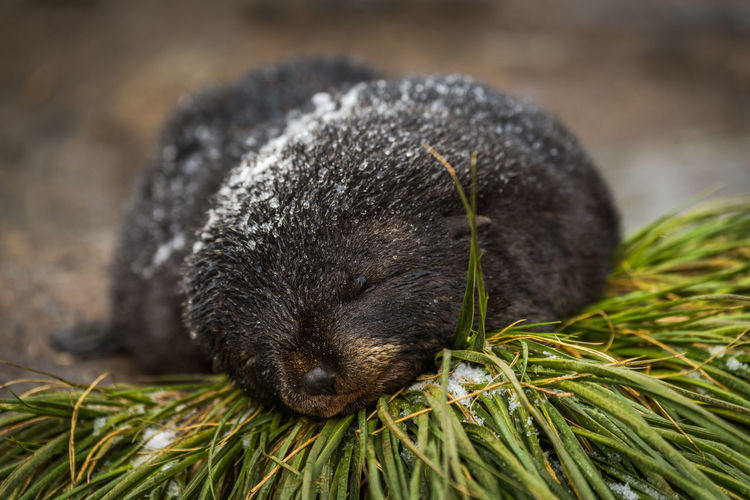 Snow-covered antarctic fur seal pup on grass