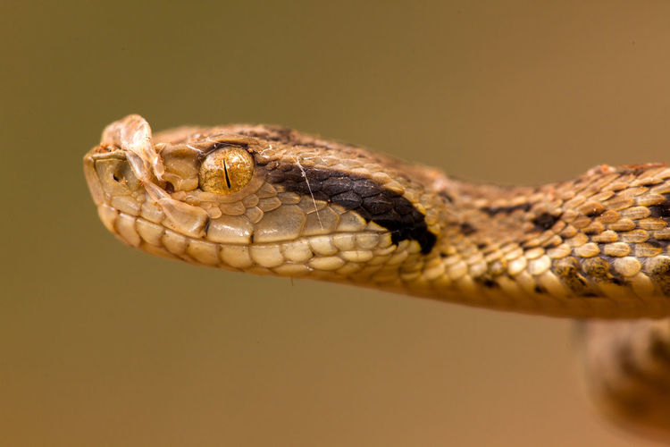 Close-up of snake outdoors