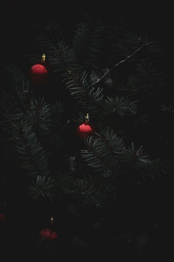 Close-up of christmas tree