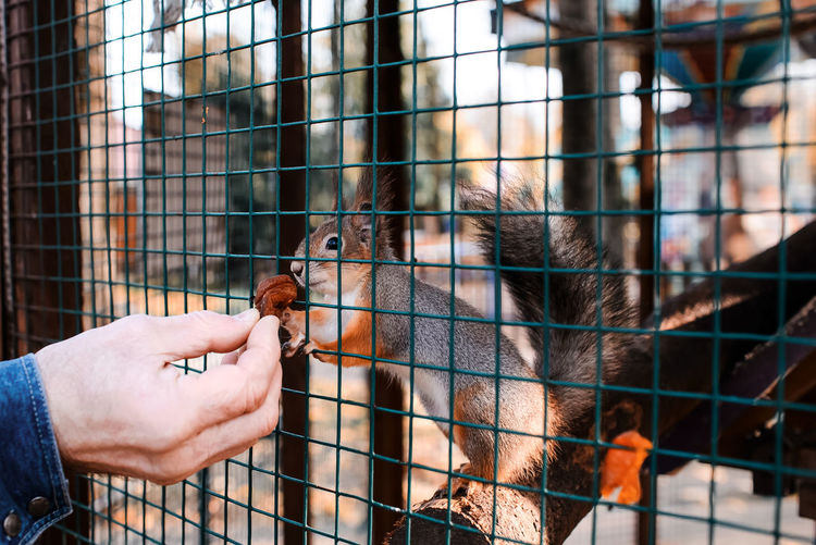 Red squirrel is eating dried apricots from hands. portrait of a young squirrel in an aviary