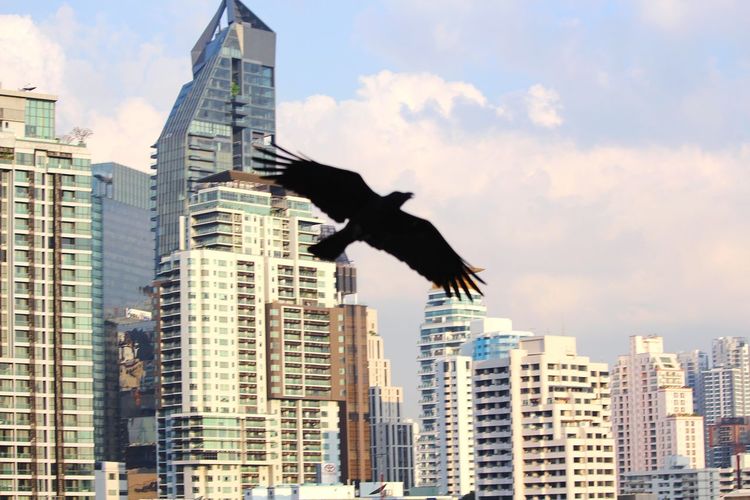 Low angle view of bird flying in city