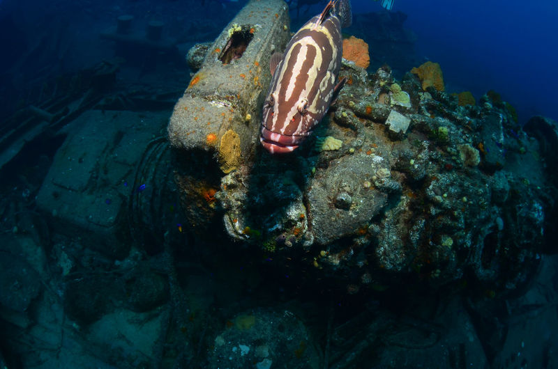 Nassau grouper over coral
