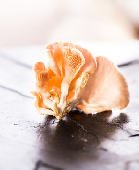 Close-up of oyster mushroom on flooring