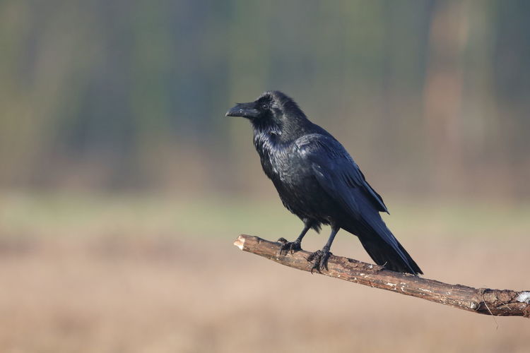 A carrion crow perched