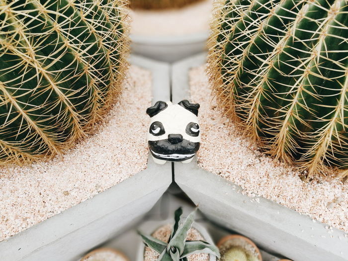 High angle view of potted cactus plants