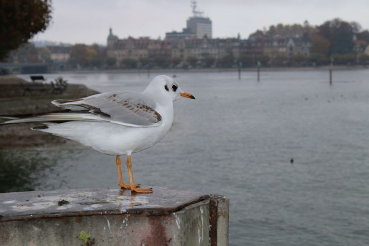 Close-up of seagull perching on metal pole 
