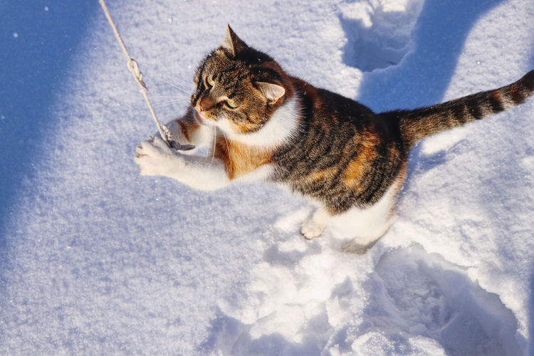 High angle view of cat on snow