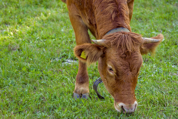 Cow standing on field
