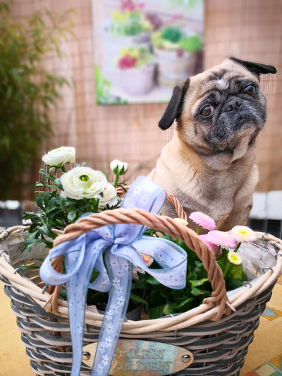 Dog pug in front of spring flowers