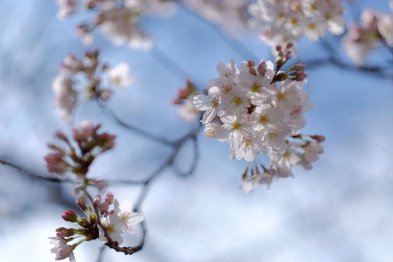 Cherry blossoms in spring