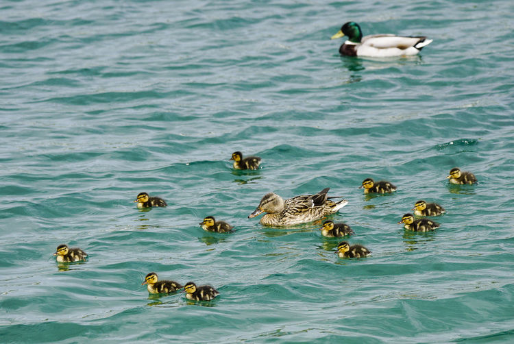 High angle view of ducks with duckling swimming in water
