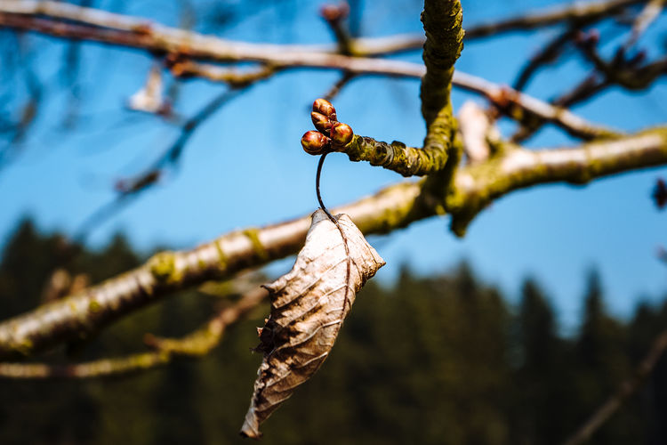 Close-up of branches on branch