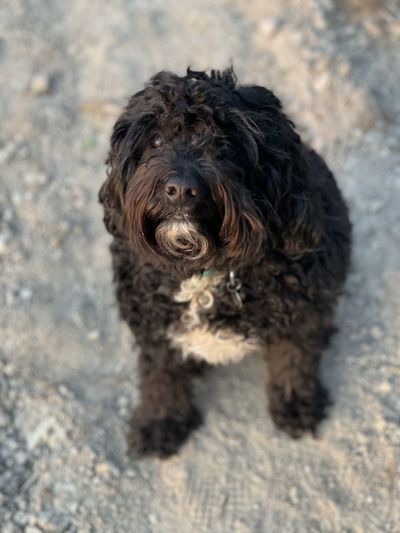 Portrait of dog sitting outdoors