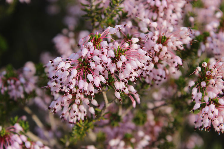 Close up of spanish heath, erica lusitanica flowers in bloom, freginals, spain