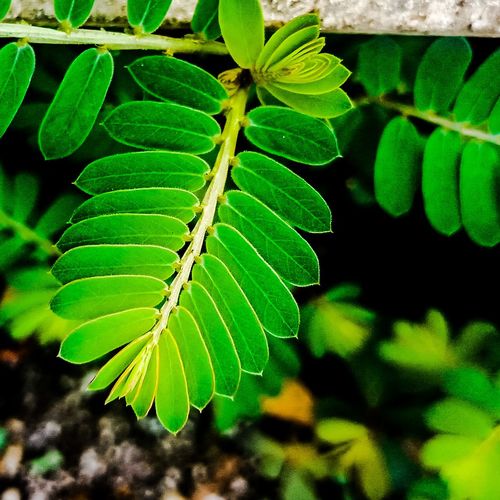High angle view of fresh green leaf