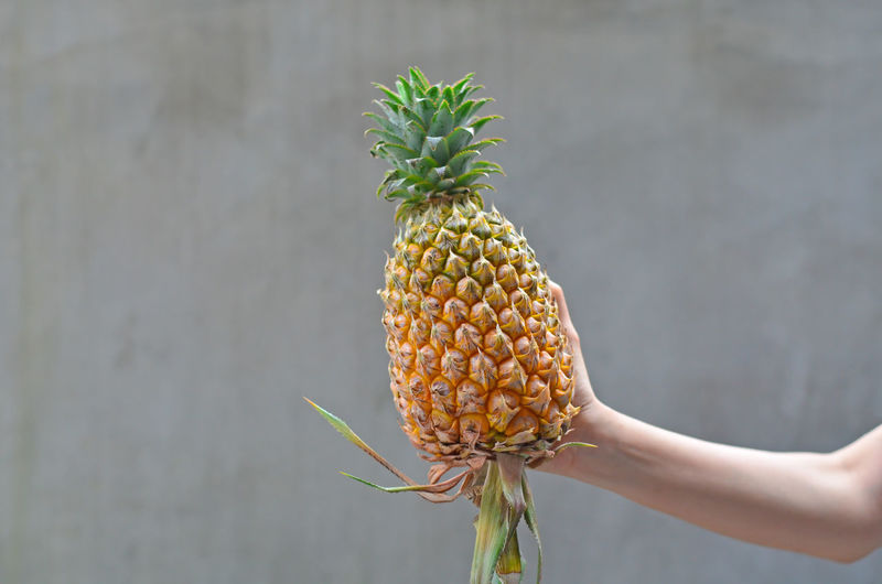 Midsection of person holding fruit against plant