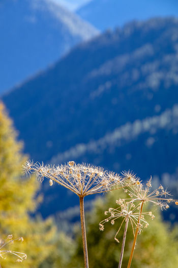 Close-up of dandelion on field against blue sky