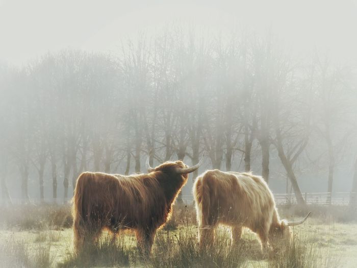 A mesmerizing shot in morning glow of a majestic beast that is the highland cow, the gentle giant.
