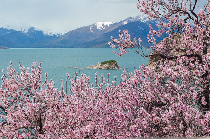 Pink cherry blossom tree by mountains against sky